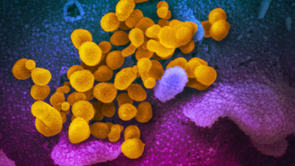 Пандемията може да бъде овладяна, обявиха от СЗО | StandartNews.com