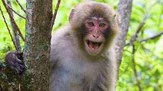 Коронавирусът скара маймуните в Тайланд