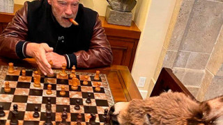 Арни играе шах с магаренцето