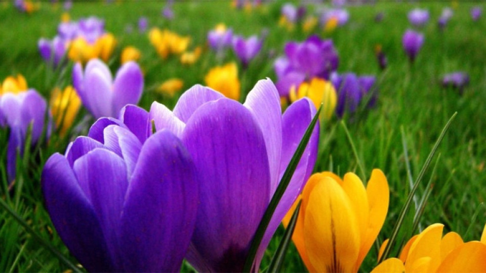 Пролетта пак ни се усмихва | StandartNews.com