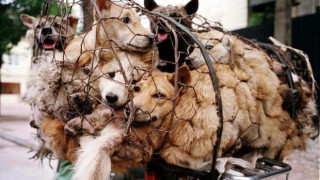 Нов стрес за китайците: Забрана да се ядат кучета и котки