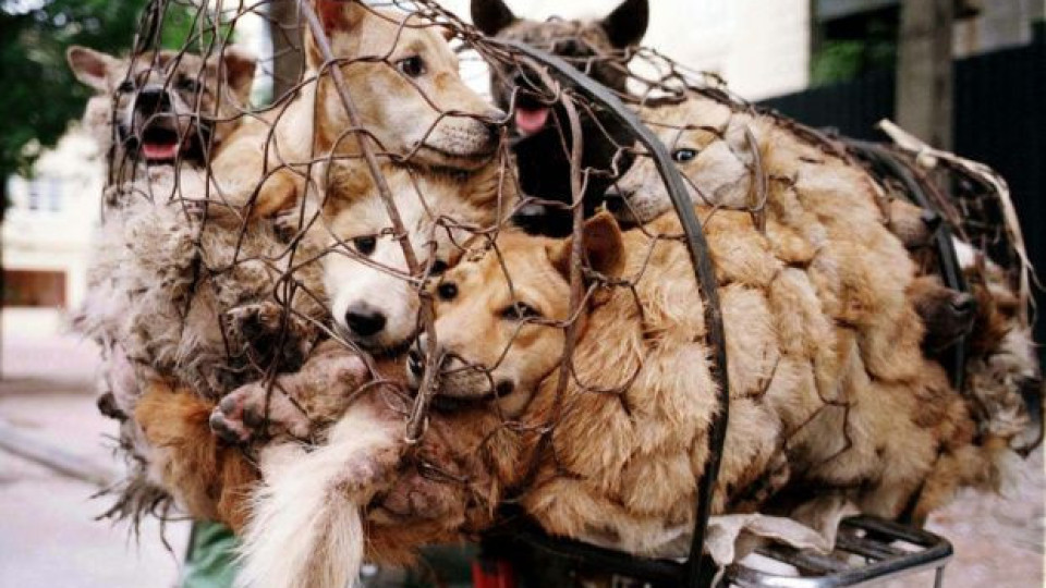 Нов стрес за китайците: Забрана да се ядат кучета и котки | StandartNews.com