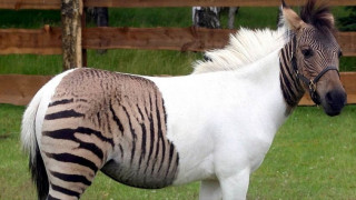 Роди се кръстоска между зебра и магаре