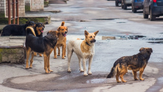 Нов филм - бездомни кучета пренесли коронавируса