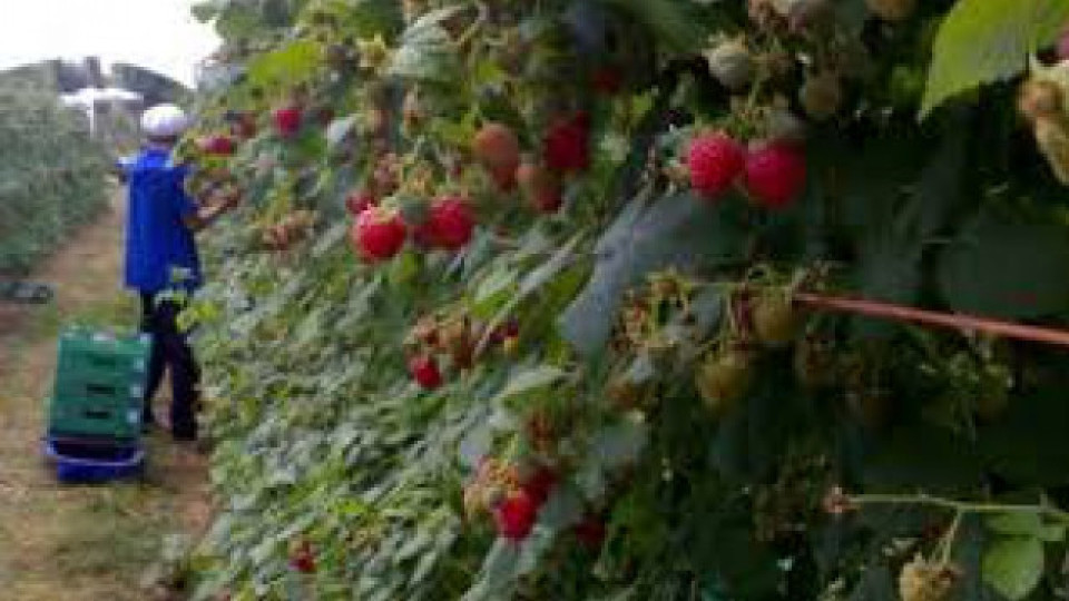 Румънци учат британците как се берат ягоди | StandartNews.com