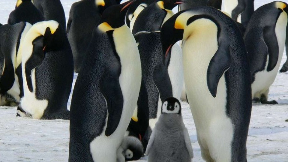 25 април - ден на пингвина | StandartNews.com