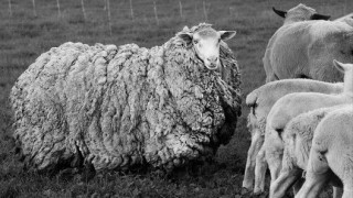 Овчица намери пътя към дома след 7 години