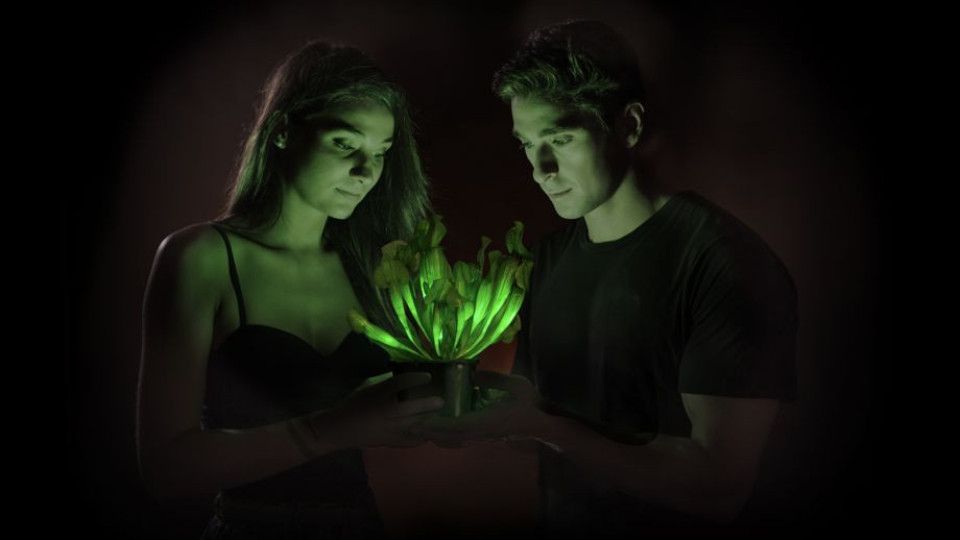 Създадоха светещо в тъмното растение | StandartNews.com