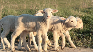 Свихме се: Никой не купува цяло агне за Гергьовден