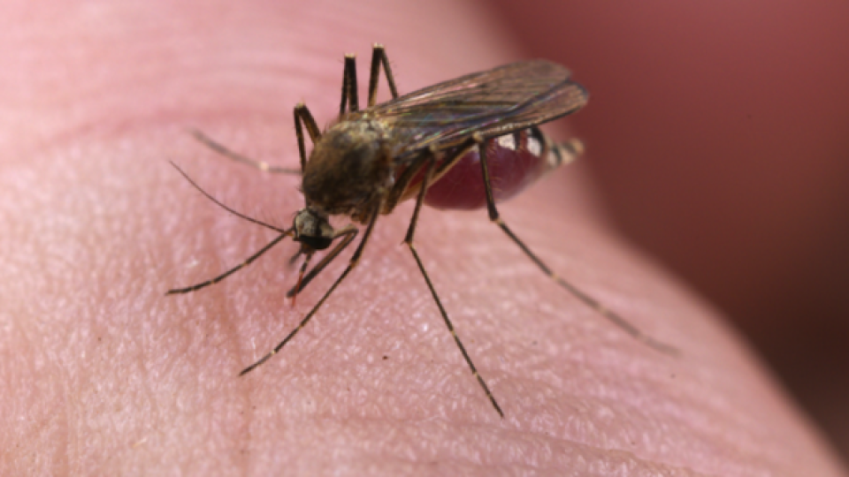 Вирусолог разкри пренасят ли комарите COVID-19 | StandartNews.com
