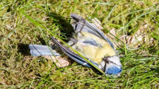 Защо падат мъртви птици от небето в Германия