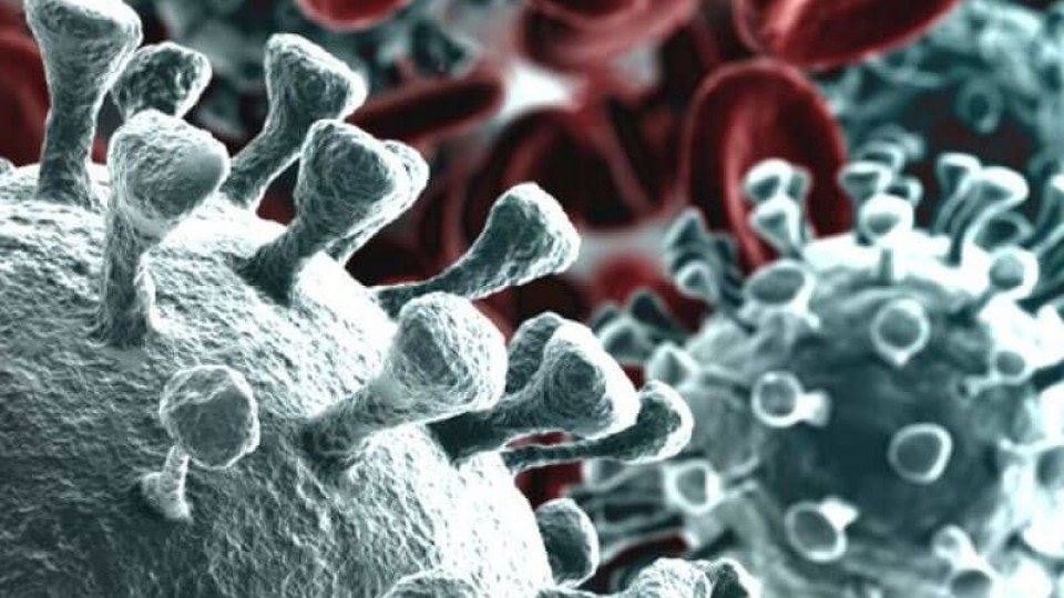 Вкарват стволови клетки в борбата с коронавируса | StandartNews.com