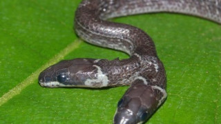 Откриха двуглава змия в Индия