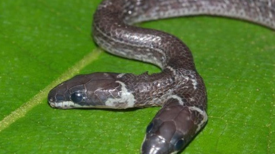 Откриха двуглава змия в Индия | StandartNews.com
