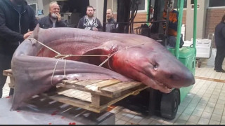 РЕКОРД! Уловиха 330 кг акула