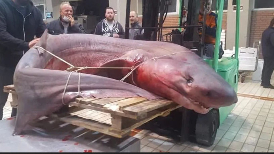 РЕКОРД! Уловиха 330 кг акула | StandartNews.com