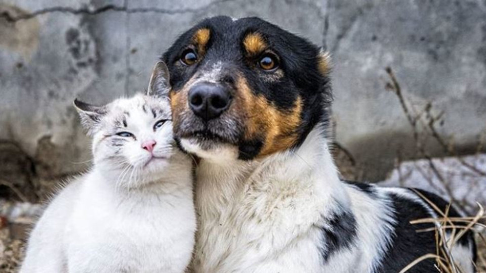 Куче и три котки заразени с коронавирус | StandartNews.com