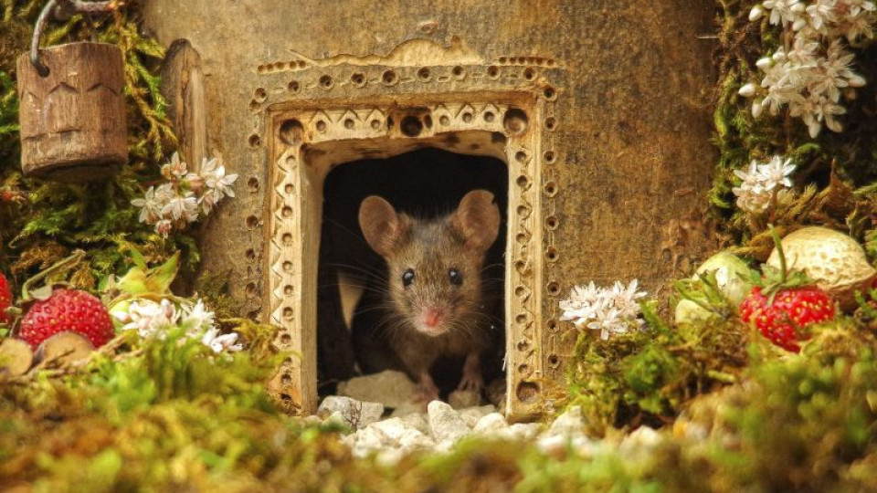 Мишка се засели във "Властелинът на пръстените" | StandartNews.com