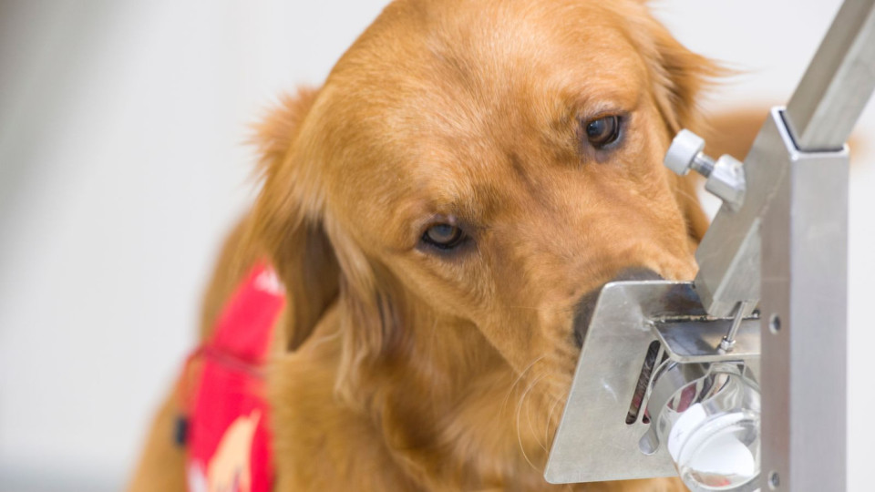 Могат ли кучетата да надушват коронавируса? | StandartNews.com