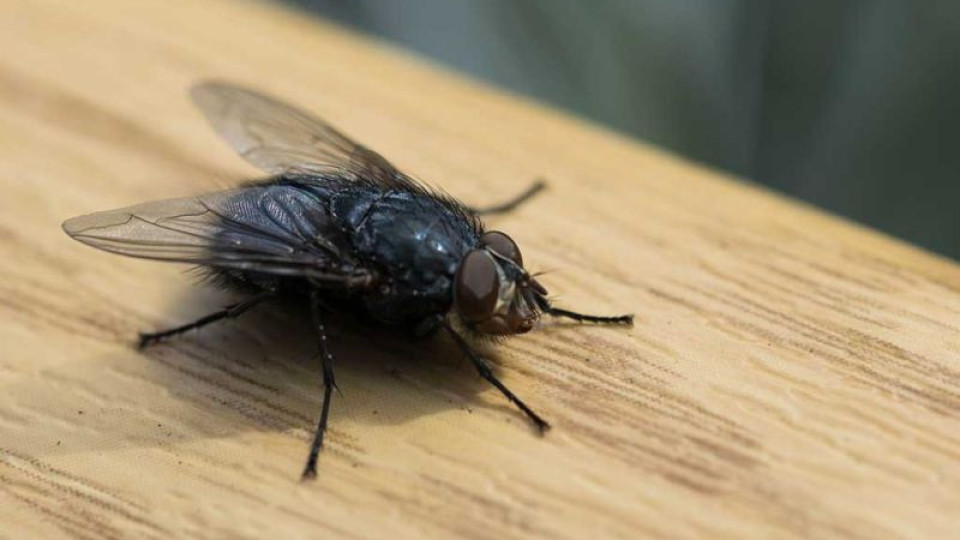 Какви болести ни носи домашната муха | StandartNews.com