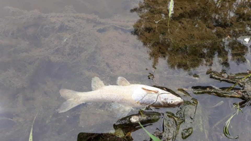 Десетки мъртви риби в Стара река | StandartNews.com