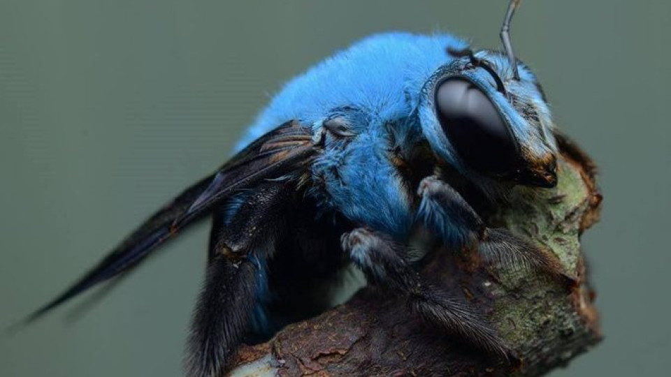 Чудо! Откриха изчезналата рядка синя пчела/ФОТО/ | StandartNews.com