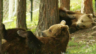 От утре ще може да посещаваме мечките край Белица