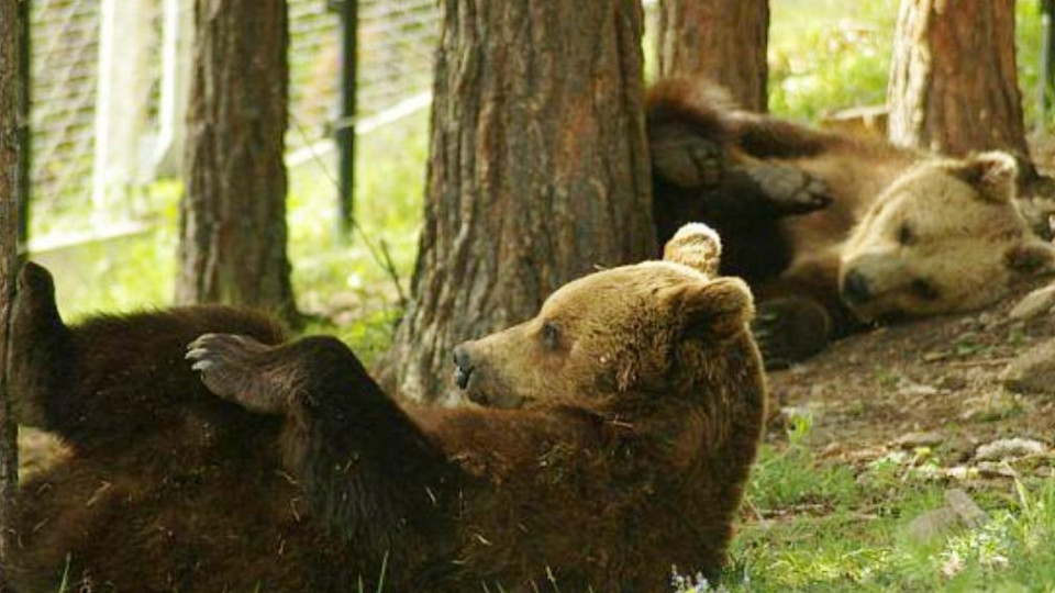 От утре ще може да посещаваме мечките край Белица | StandartNews.com