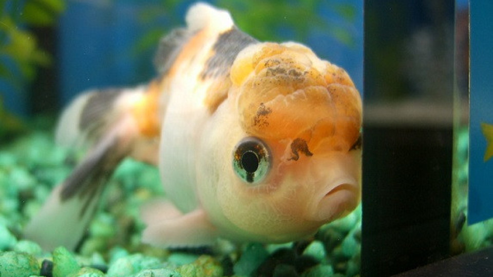 И рибите в депресия, отказват храна | StandartNews.com