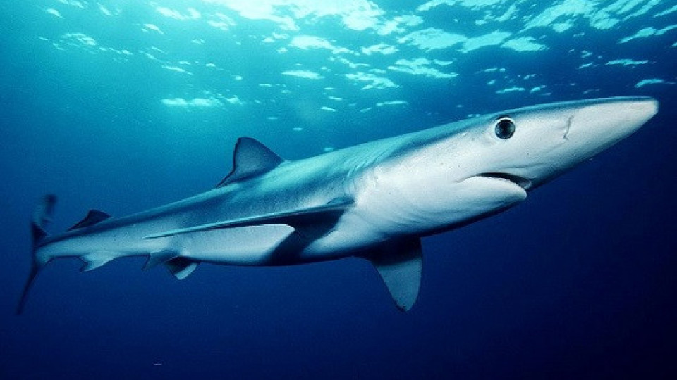 Тревожно: Над 70% от акулите по света са изчезнали | StandartNews.com