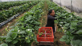 Франция отваря широко врати за сезонни работници