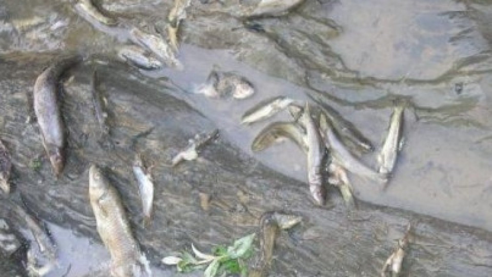 Прокуратурата се зае с мъртвата риба в Места | StandartNews.com