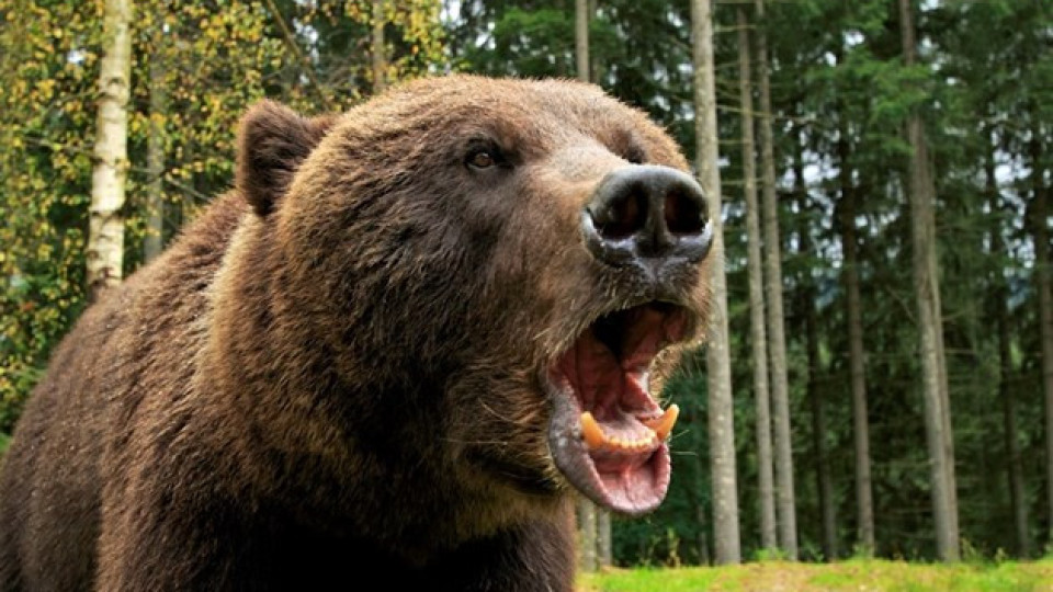 Подпийнал в зоопарк се пробвал срещу мечка | StandartNews.com