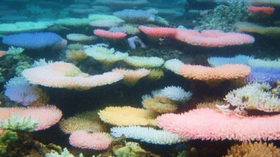 Без туристи коралите се възстановяват | StandartNews.com