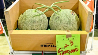Вирусът поряза цената на скъпи японски пъпеши