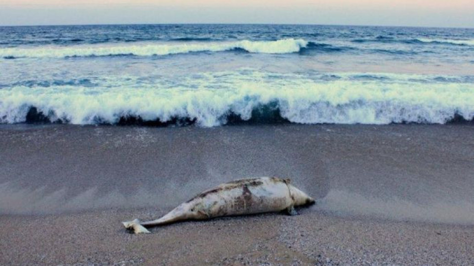 Мъртви делфини са открити на плаж Алепу | StandartNews.com