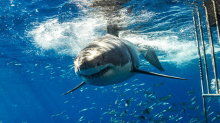Заснеха 6-метрова акула, обикаляща до плувец