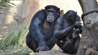 Какво си казват шимпанзетата