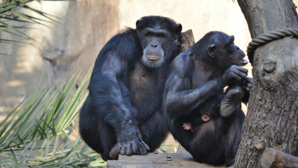 Какво си казват шимпанзетата | StandartNews.com