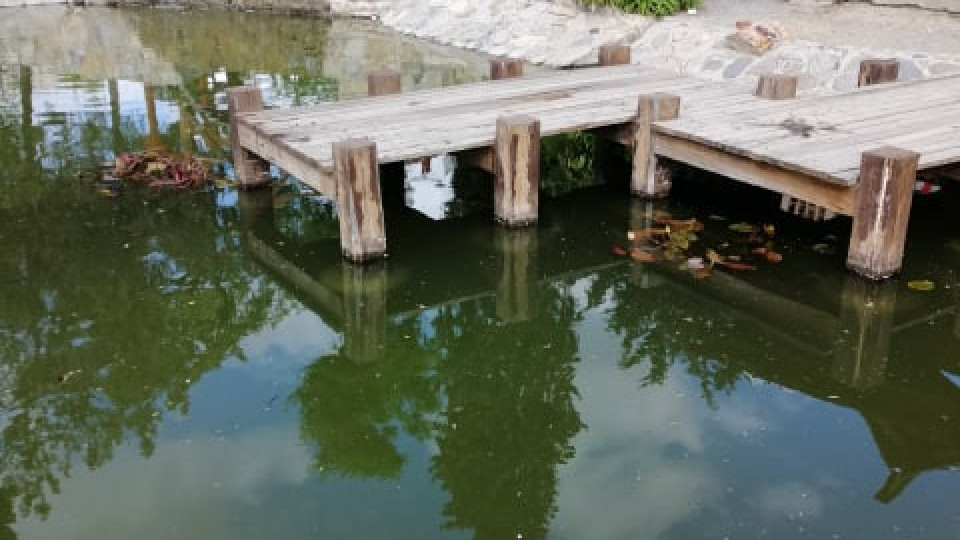 Водни лилии създават романтика в японското езерце в Стара Загора | StandartNews.com