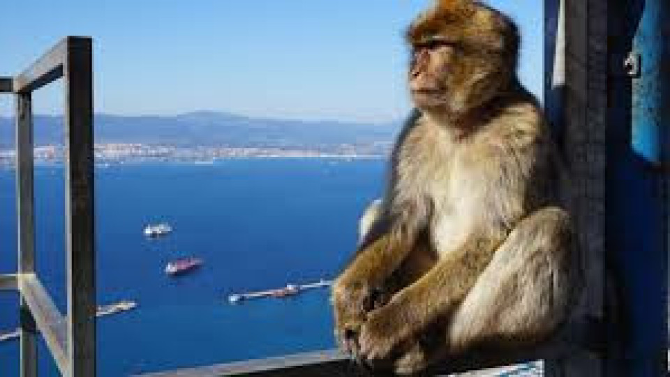 Гибралтар ще защитава макаците от хора с К-19 | StandartNews.com
