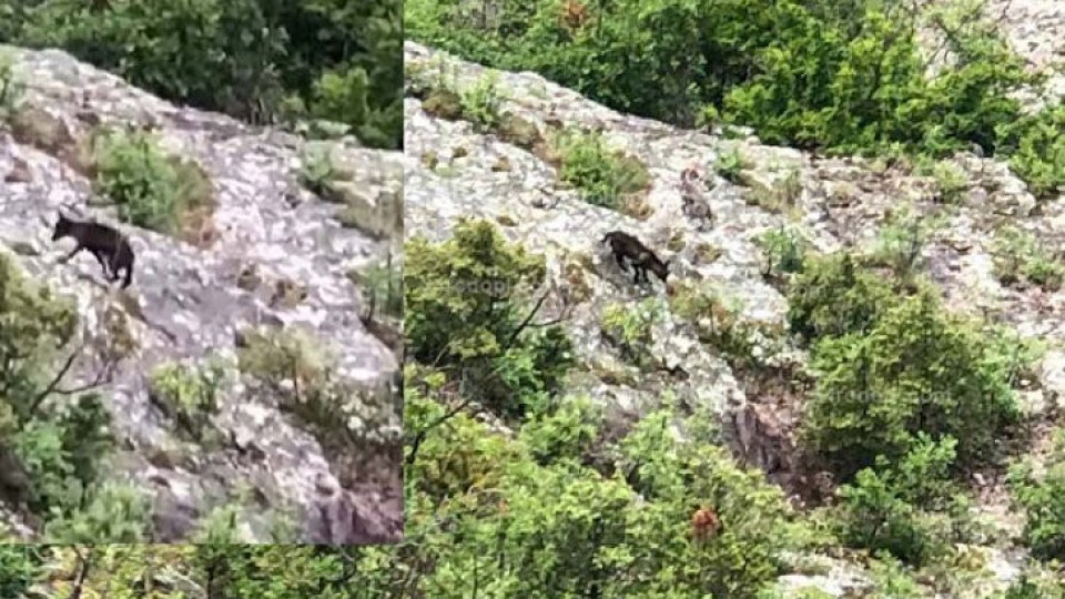 Два вълка пазят тракийско светилище в Родопите | StandartNews.com