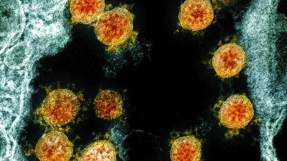 3-годишно дете с коронавирус почина | StandartNews.com