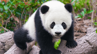 Вижте единствената в света панда албинос