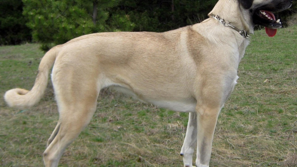 Кучета с ръст на магаре тормозят село | StandartNews.com