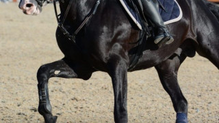 Жокей лежи 20 години за смъртта на коня си