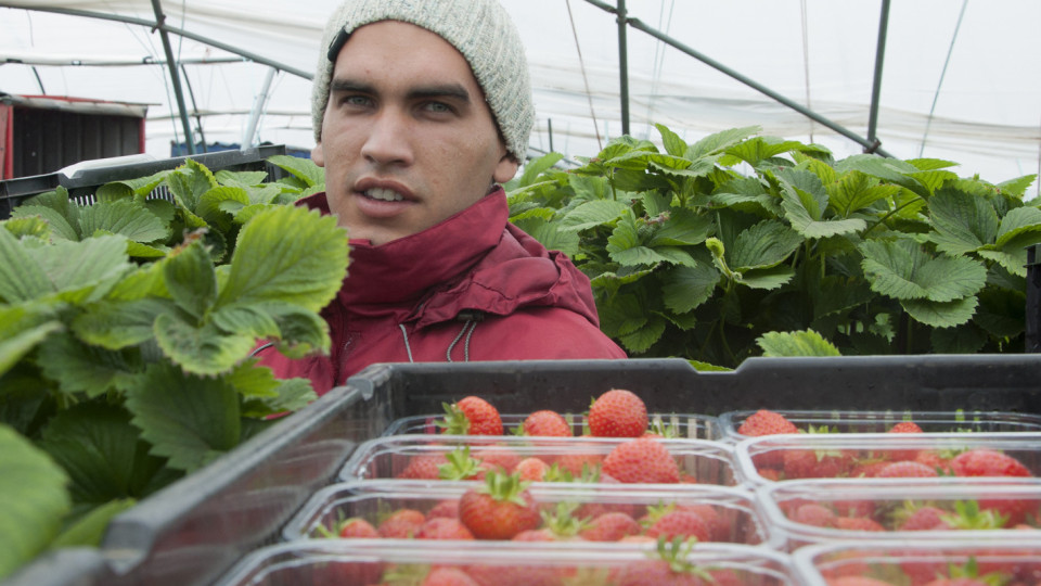 Ето как да познаете и изберете най-вкусните ягоди | StandartNews.com