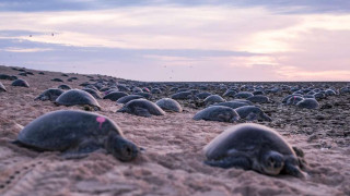 Зрелищни кадри на морски костенурки (ВИДЕО)