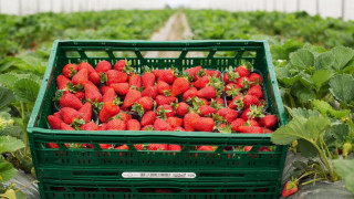 Kaufland предложи 47 т български ягоди за месец и половина