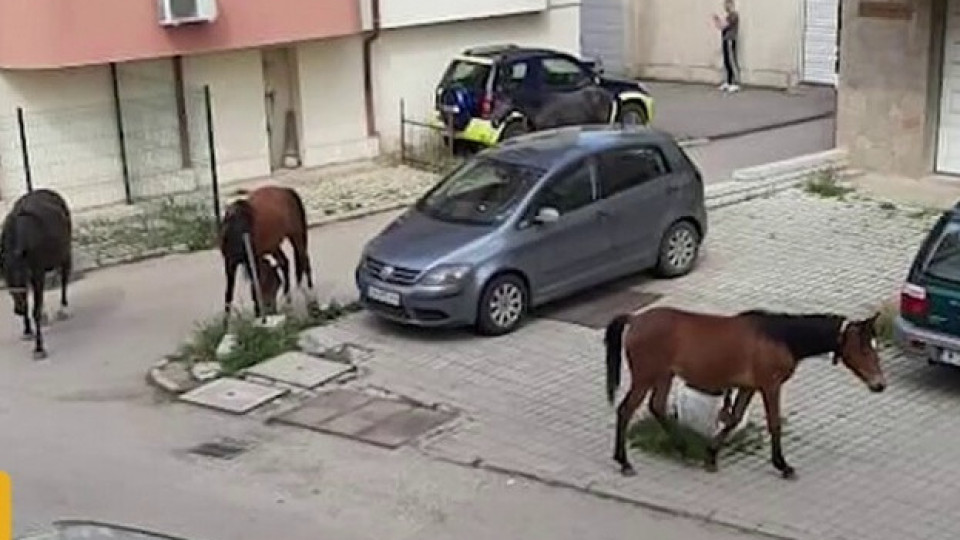 АБСУРД! Улични коне тормозят столичани | StandartNews.com